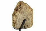 Dinosaur (Triceratops) Frill Shield Section - South Dakota #335507-3